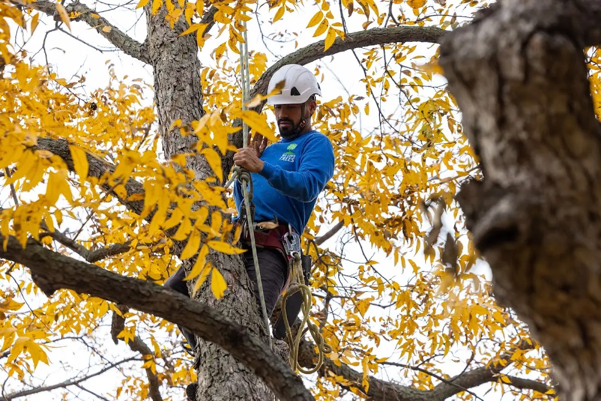 Skilled Emergency Tree Service crew working in Friesland